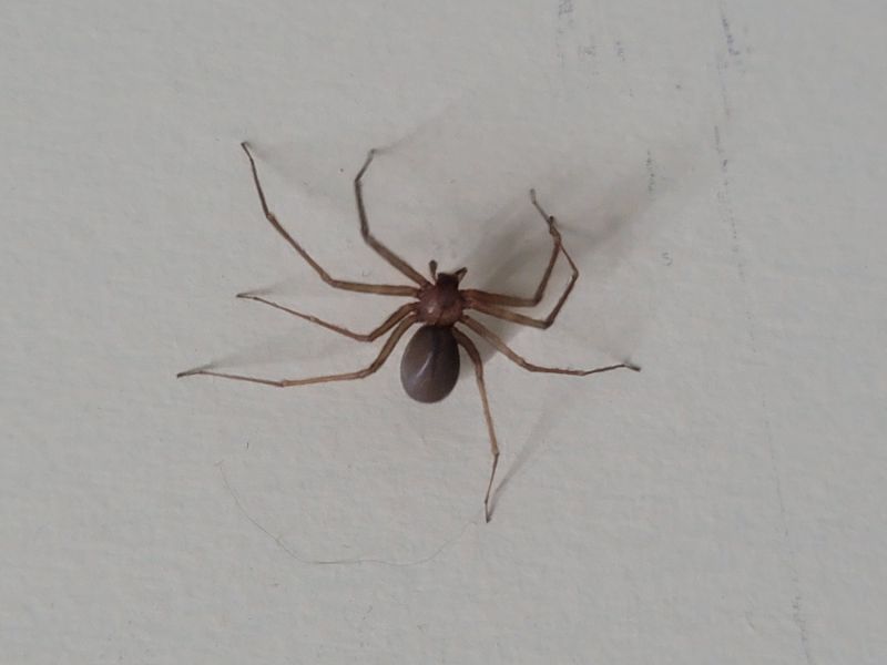 Brown Recluse Removal