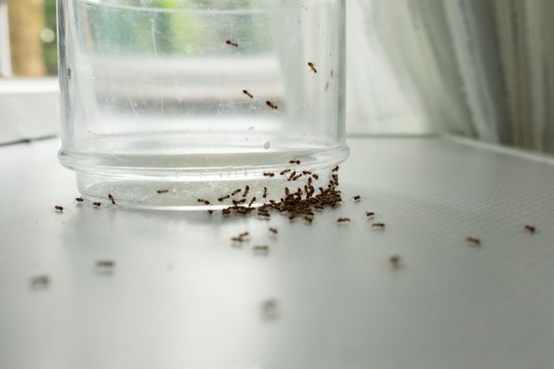Carpenter Ant Extermination