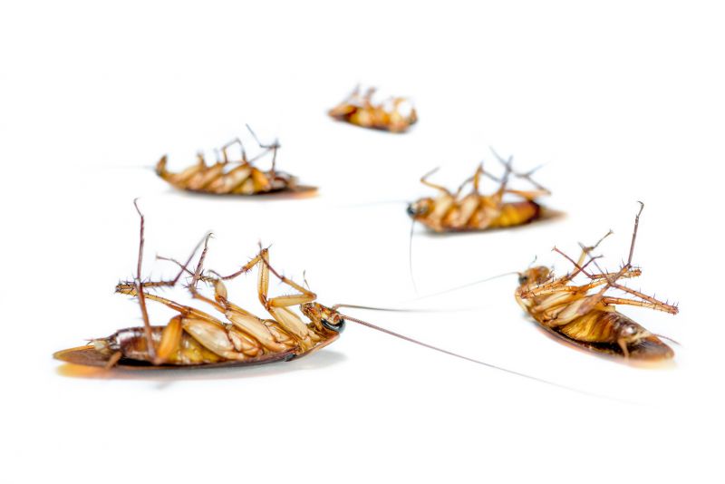 Common Areas Roaches Hide