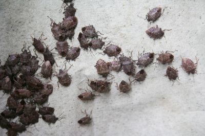 Health And Nuisance Issues Caused By Stinkbugs