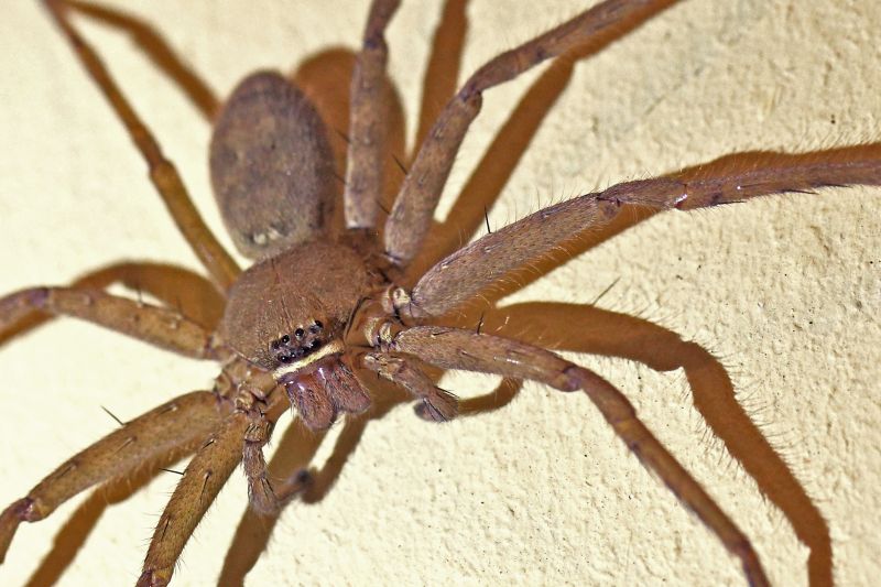 Hobo Spider Extermination