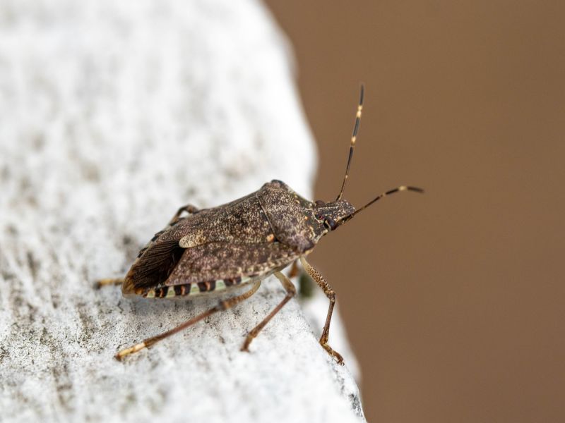 Signs You Have A Stinkbug Infestation Indoors