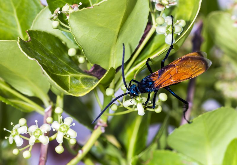 Tarantula Hawk Removal