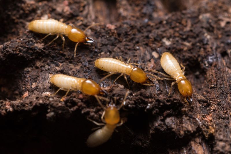 Termite Treatment Service
