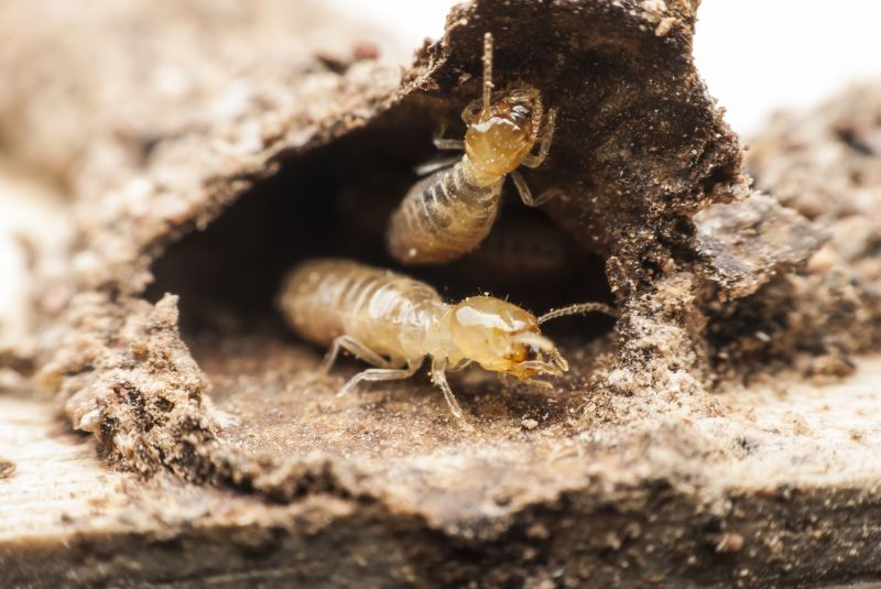 Termites Extermination