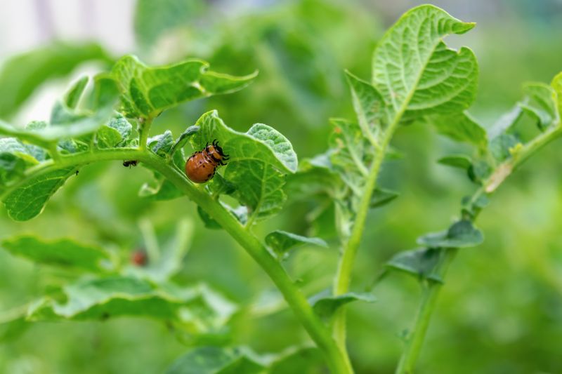 Why Professional Bug And Insect Pest Control Is Important