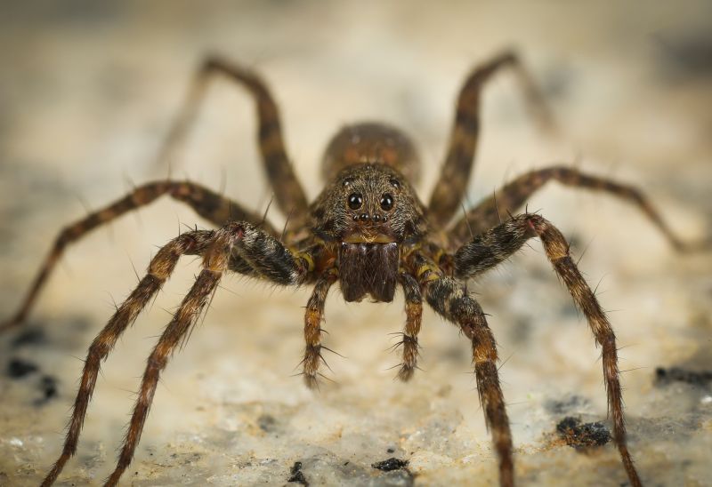 Wolf Spider Removal