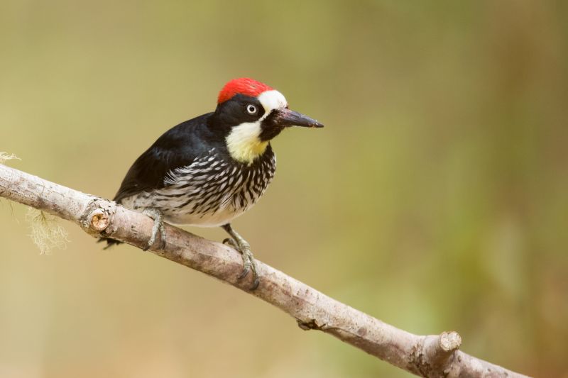 Woodpecker Removal Service