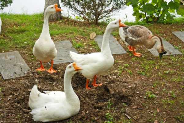Goose Relocation
